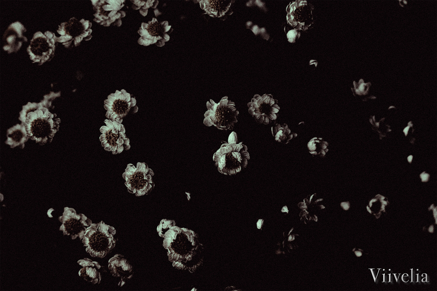 Viivelia（ヴィーヴェリア／ビーヴェリア）ブランドイメージ作品 黒を基調としたゴシック表現 光と影のコンセプトアート